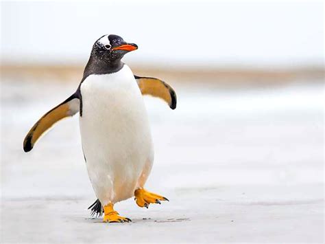 penguin arms